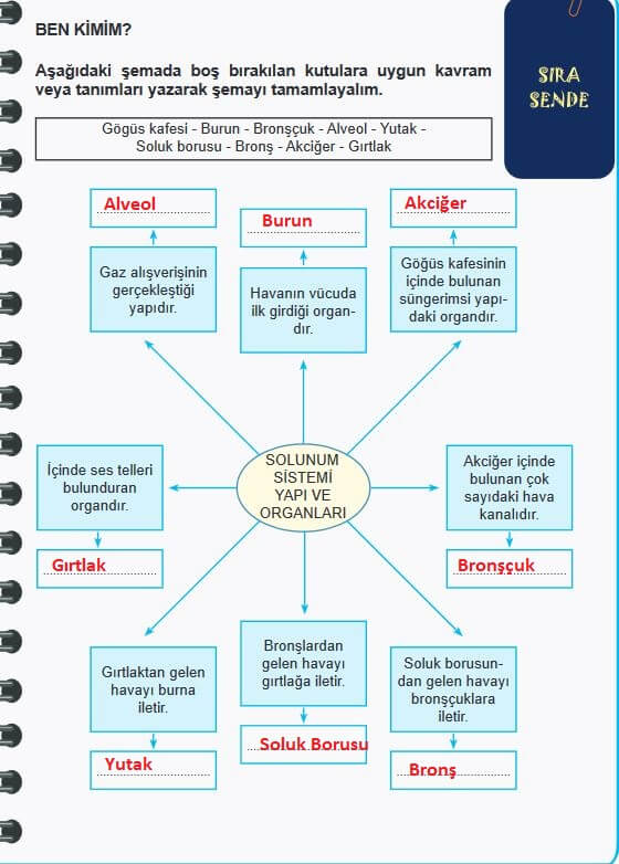 solunum sistemi yapısı