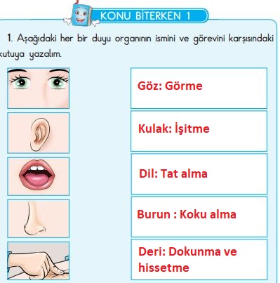 duyu organlarımız ve görevleri