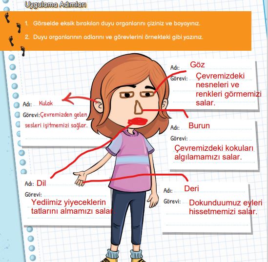 3. sınıf fen bilimleri sayfa 52 cevapları meb yayınları