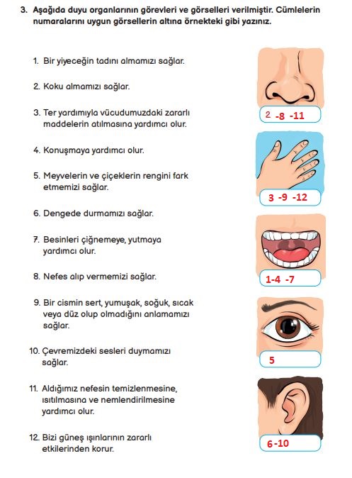 3. sınıf fen bilimleri sayfa 62 cevapları meb yayınları